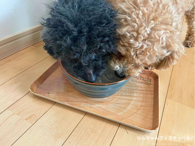 犬 おすすめ ウォーターサーバー 実際 与えてみた 感想 体質改善 レビュー エブリフレシャス