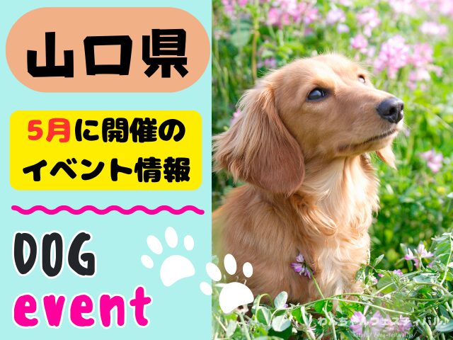 犬イベント　中国地方　岡山県　広島県　山口県　鳥取県　島根県　2026年　5月