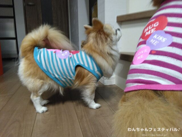 犬が服を嫌がる 理由 好きにさせる方法 適したサイズ 選び方