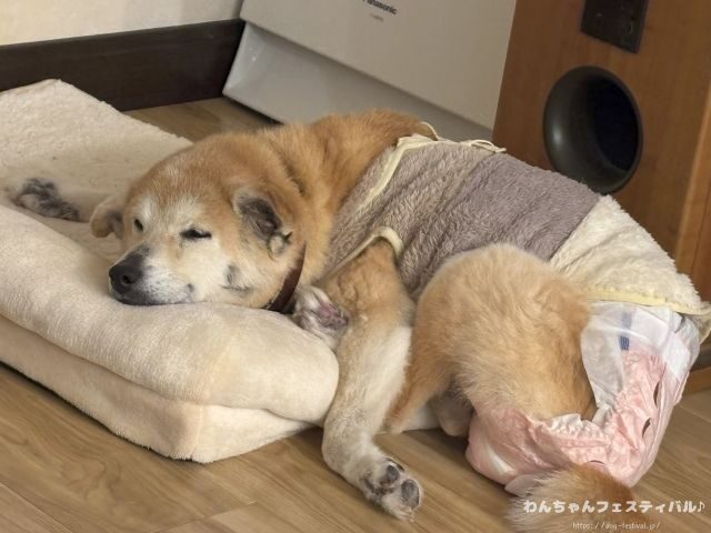 柴犬 飼う覚悟 手に負えない 穏やかに育てる