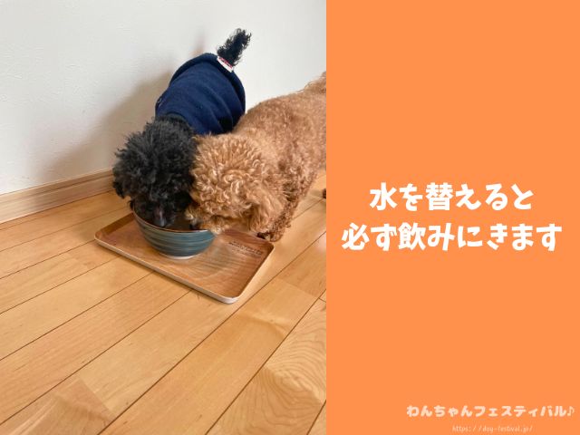 犬 おすすめ ウォーターサーバー 実際 与えてみた 感想 体質改善 レビュー エブリフレシャス