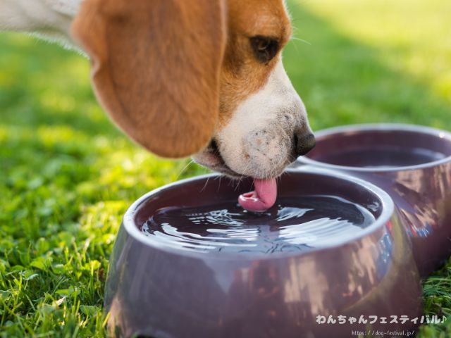 犬 おすすめ ウォーターサーバー 実際 与えてみた 感想 体質改善 レビュー エブリフレシャス