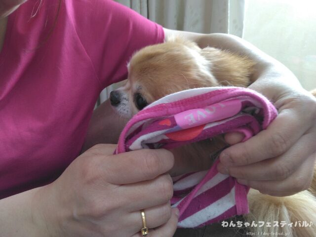 犬が服を嫌がる 理由 好きにさせる方法 適したサイズ 選び方