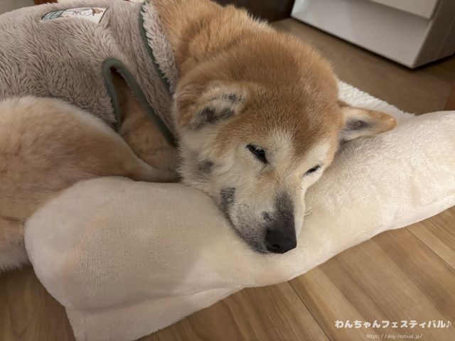 柴犬 飼う覚悟 手に負えない 穏やかに育てる