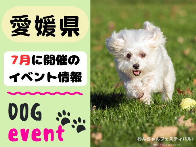 愛媛 犬イベント 7月