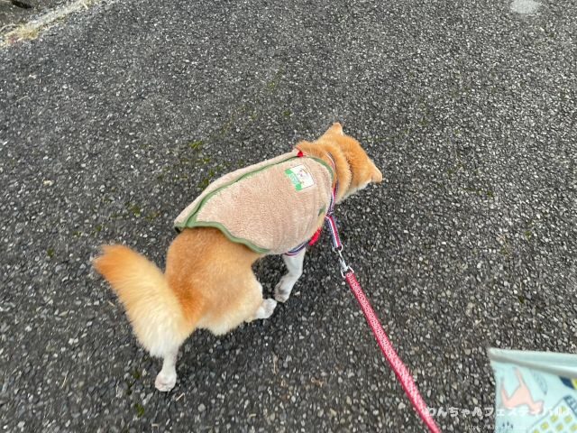 柴犬 飼う覚悟 手に負えない 穏やかに育てる