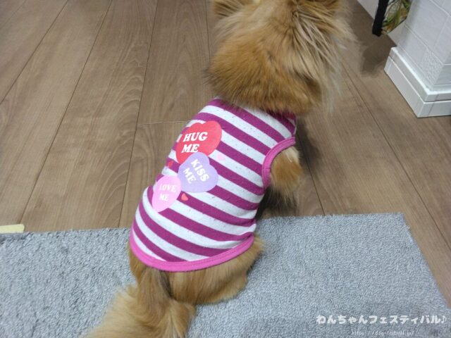 犬が服を嫌がる 理由 好きにさせる方法 適したサイズ 選び方