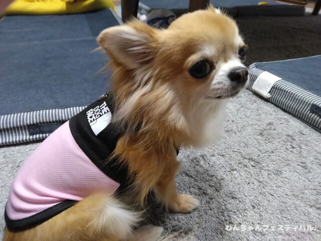 犬が服を嫌がる 理由 好きにさせる方法 適したサイズ 選び方