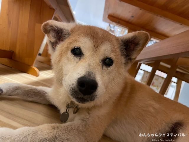 柴犬 飼う覚悟 手に負えない 穏やかに育てる