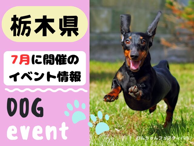犬イベント 関東 東京 千葉 埼玉 神奈川 群馬 栃木 茨城 2025年 7月