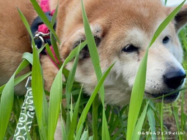 柴犬 飼う覚悟 手に負えない 穏やかに育てる