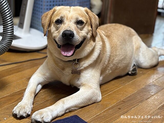 ラブラドールレトリバー 抜け毛 対策 効果 おすすめ方法 多い
