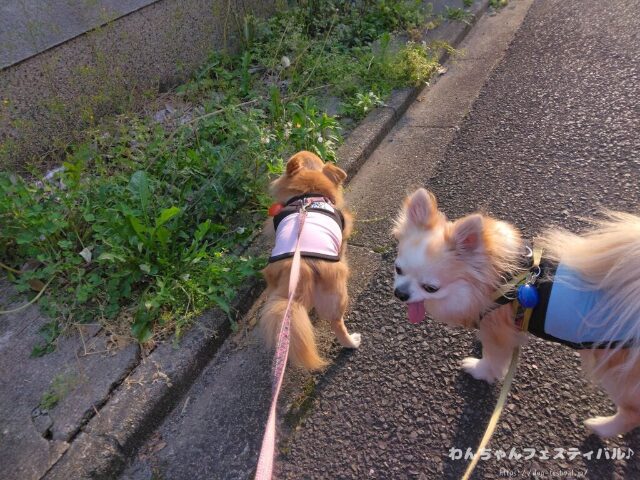 犬が服を嫌がる 理由 好きにさせる方法 適したサイズ 選び方
