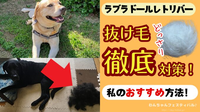 ラブラドールレトリバー　抜け毛　対策　効果　おすすめ方法　多い