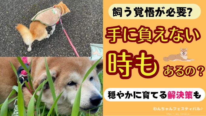 柴犬　飼う覚悟　手に負えない　穏やかに育てる