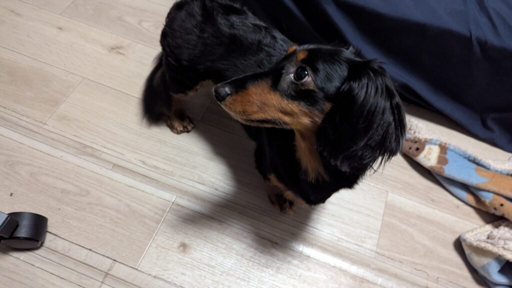 犬語　翻訳　アプリ　感想　使い方