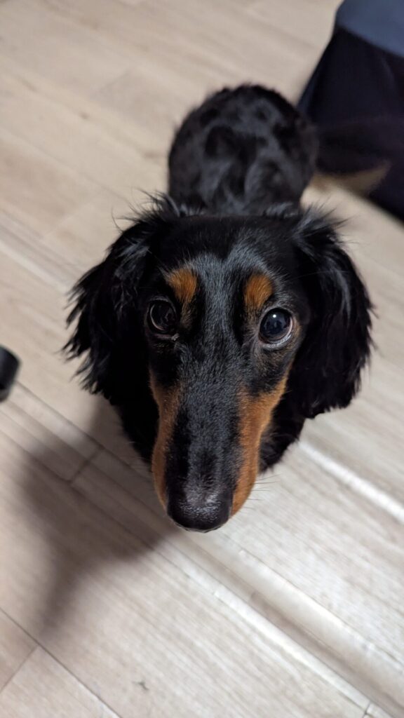 犬語　翻訳　アプリ　感想　使い方
