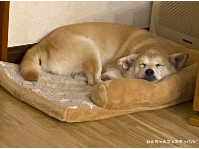 柴犬 飼う覚悟 手に負えない 穏やかに育てる