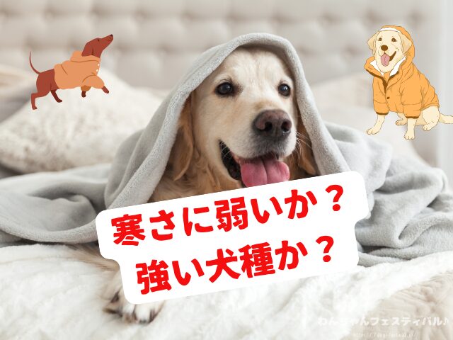 犬が服を嫌がる　理由　好きにさせる方法　適したサイズ　選び方