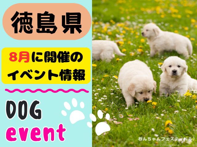 徳島 犬イベント 8月