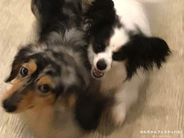 パピヨン 抜け毛 ひどい 原因 対策 病気