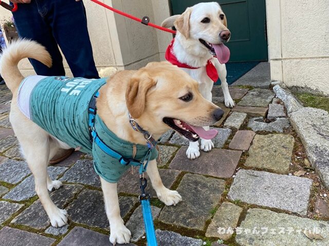 ラブラドールレトリバー 毛色 性格 違う 飼いやすさ 特徴 優しい 頭いい 黒 イエロー チョコ 白