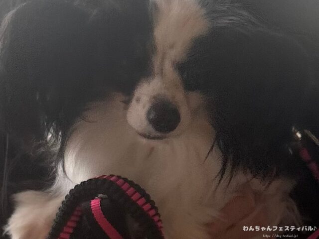 パピヨン 抜け毛 ひどい 原因 対策 病気
