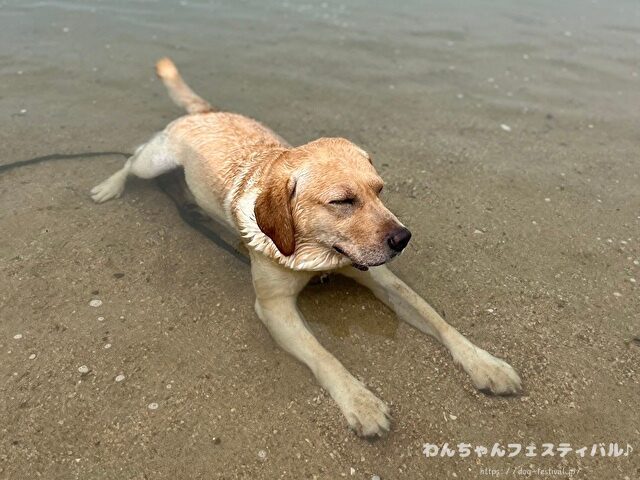 ラブラドールレトリバー 毛色 性格 違う 飼いやすさ 特徴 優しい 頭いい 黒 イエロー チョコ 白