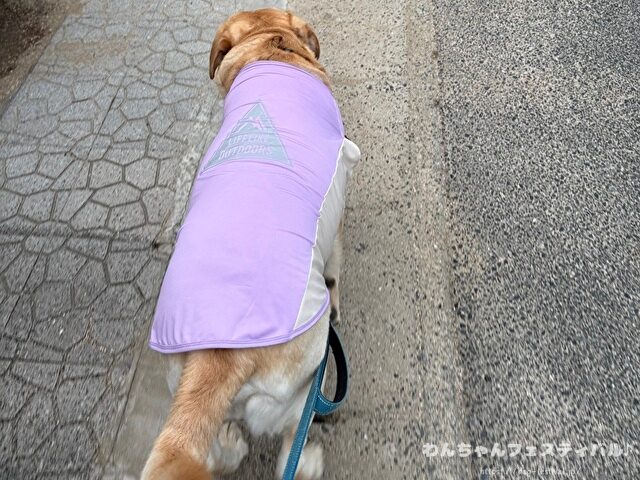 ラブラドールレトリバー 毛色 性格 違う 飼いやすさ 特徴 優しい 頭いい 黒 イエロー チョコ 白