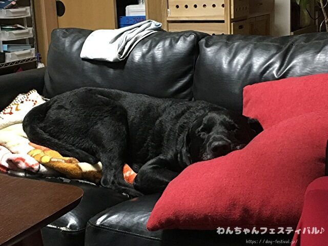 ラブラドールレトリバー 毛色 性格 違う 飼いやすさ 特徴 優しい 頭いい 黒 イエロー チョコ 白