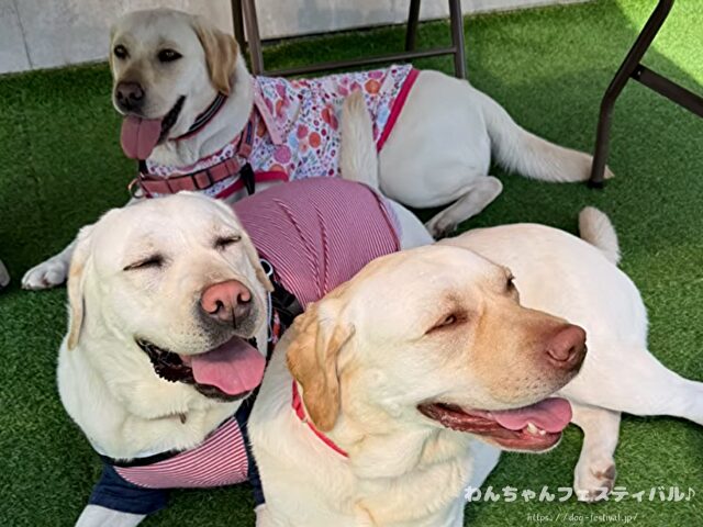 ラブラドールレトリバー 毛色 性格 違う 飼いやすさ 特徴 優しい 頭いい 黒 イエロー チョコ 白