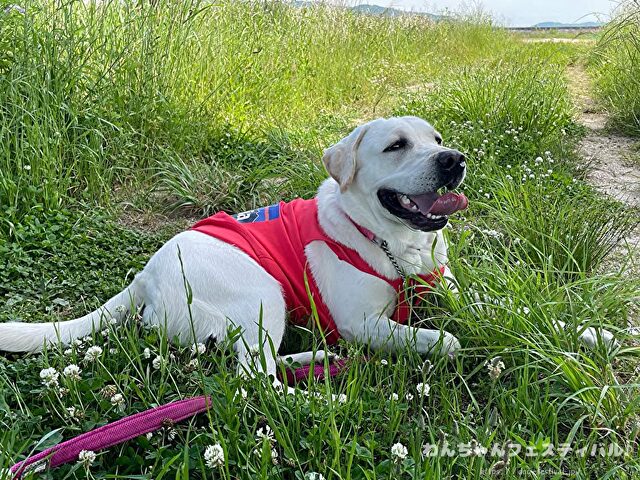 ラブラドールレトリバー 毛色 性格 違う 飼いやすさ 特徴 優しい 頭いい 黒 イエロー チョコ 白
