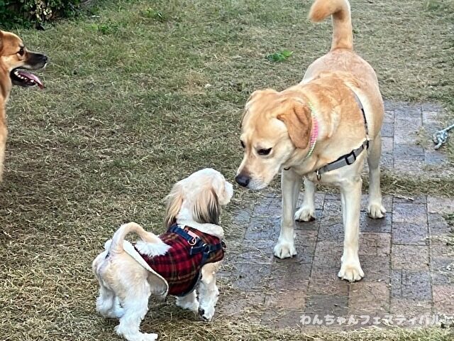 ラブラドールレトリバー 毛色 性格 違う 飼いやすさ 特徴 優しい 頭いい 黒 イエロー チョコ 白