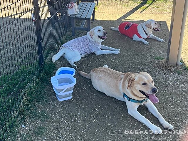 ラブラドールレトリバー 毛色 性格 違う 飼いやすさ 特徴 優しい 頭いい 黒 イエロー チョコ 白