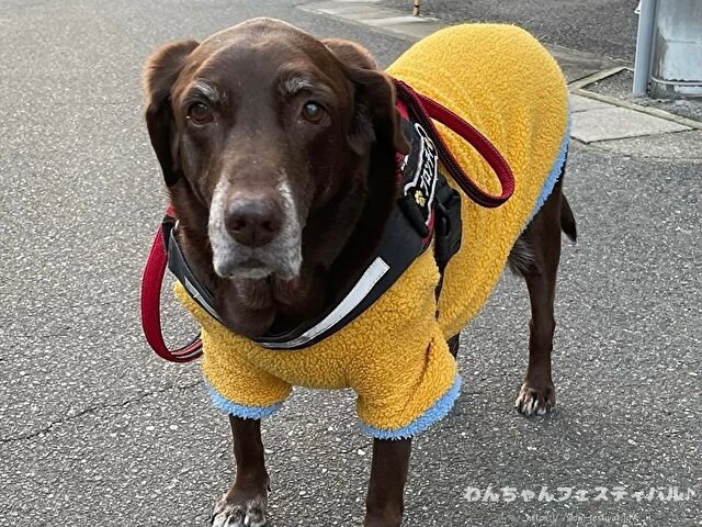 ラブラドールレトリバー 毛色 性格 違う 飼いやすさ 特徴 優しい 頭いい 黒 イエロー チョコ 白
