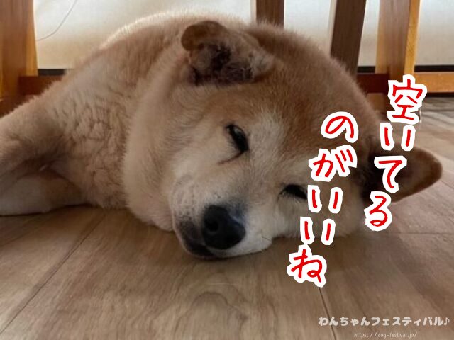 東京　柴犬　豆柴カフェ　おすすめ　混雑　時間帯　人気　メニュー