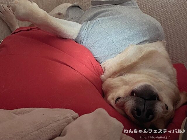ラブラドールレトリバー 毛色 性格 違う 飼いやすさ 特徴 優しい 頭いい 黒 イエロー チョコ 白