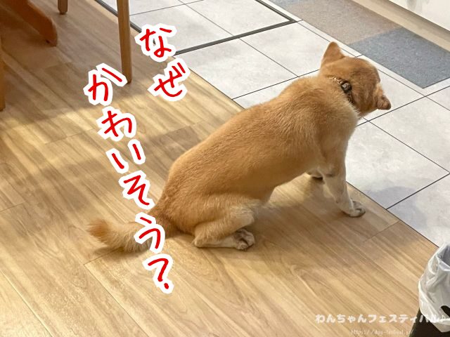 東京　柴犬　豆柴カフェ　おすすめ　混雑　時間帯　人気　メニュー