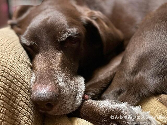 ラブラドールレトリバー 毛色 性格 違う 飼いやすさ 特徴 優しい 頭いい 黒 イエロー チョコ 白