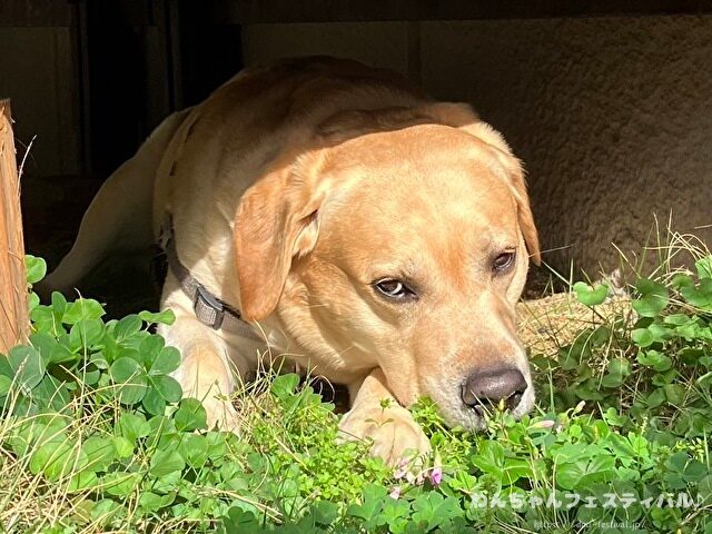 ラブラドールレトリバー 毛色 性格 違う 飼いやすさ 特徴 優しい 頭いい 黒 イエロー チョコ 白