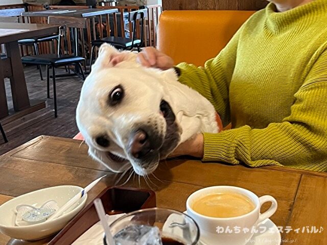 ラブラドールレトリバー 毛色 性格 違う 飼いやすさ 特徴 優しい 頭いい 黒 イエロー チョコ 白