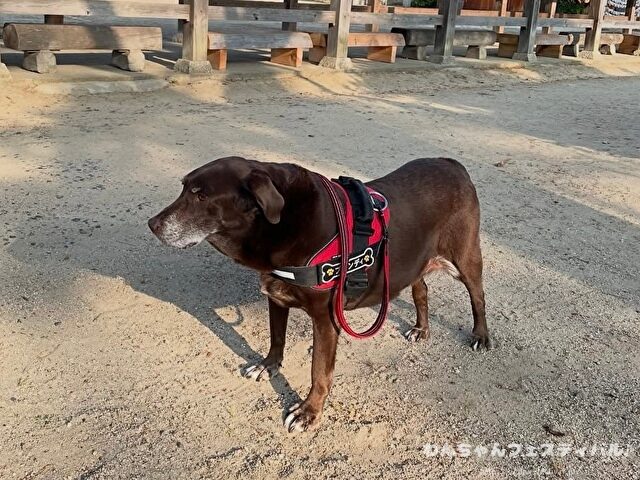 ラブラドールレトリバー 毛色 性格 違う 飼いやすさ 特徴 優しい 頭いい 黒 イエロー チョコ 白