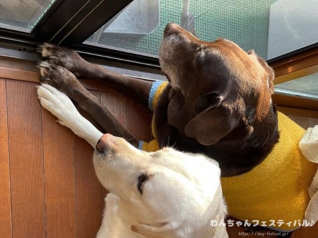 ラブラドールレトリバー 毛色 性格 違う 飼いやすさ 特徴 優しい 頭いい 黒 イエロー チョコ 白