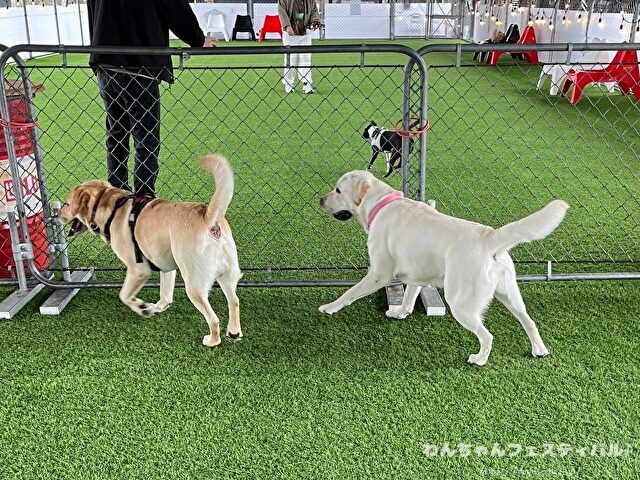 ラブラドールレトリバー 毛色 性格 違う 飼いやすさ 特徴 優しい 頭いい 黒 イエロー チョコ 白