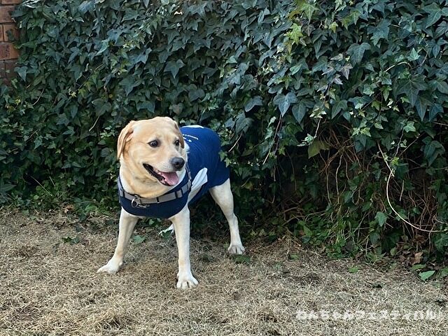 ラブラドールレトリバー 毛色 性格 違う 飼いやすさ 特徴 優しい 頭いい 黒 イエロー チョコ 白