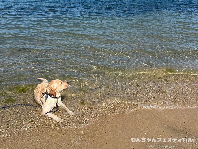 ラブラドールレトリバー 毛色 性格 違う 飼いやすさ 特徴 優しい 頭いい 黒 イエロー チョコ 白
