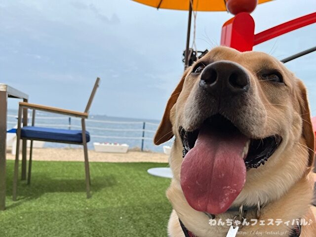 ラブラドールレトリバー 毛色 性格 違う 飼いやすさ 特徴 優しい 頭いい 黒 イエロー チョコ 白