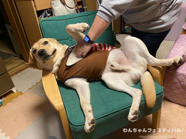 ラブラドールレトリバー 毛色 性格 違う 飼いやすさ 特徴 優しい 頭いい 黒 イエロー チョコ 白