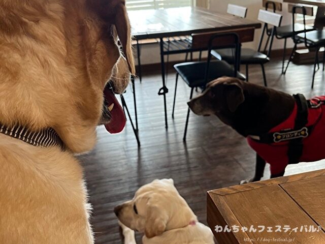 ラブラドールレトリバー 毛色 性格 違う 飼いやすさ 特徴 優しい 頭いい 黒 イエロー チョコ 白
