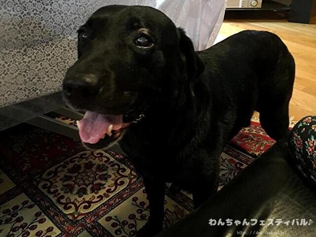 ラブラドールレトリバー 毛色 性格 違う 飼いやすさ 特徴 優しい 頭いい 黒 イエロー チョコ 白